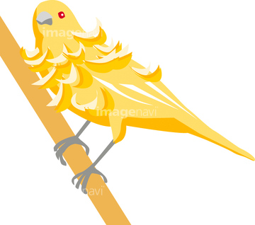 カナリヤ の画像素材 美術 イラスト Cgの写真素材ならイメージナビ