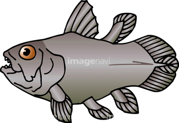 魚 シーラカンス ロイヤリティフリー イラスト の画像素材 生き物 イラスト Cgのイラスト素材ならイメージナビ