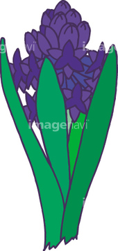 ヒヤシンス の画像素材 花 植物の写真素材ならイメージナビ
