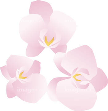 胡蝶蘭 イラスト の画像素材 花 植物 イラスト Cgのイラスト素材ならイメージナビ