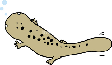 サラマンダー オオサンショウウオ の画像素材 爬虫類 両生類 生き物の写真素材ならイメージナビ