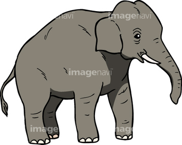 インド象 の画像素材 陸の動物 生き物の写真素材ならイメージナビ
