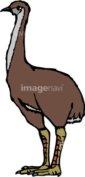 ジャイアントモア の画像素材 生き物 イラスト Cgの写真素材ならイメージナビ