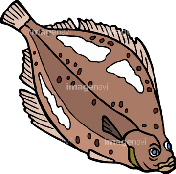 カレイ カレイの仲間 の画像素材 魚介 食べ物の写真素材ならイメージナビ