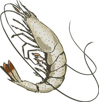 芝海老 の画像素材 魚介 食べ物の写真素材ならイメージナビ