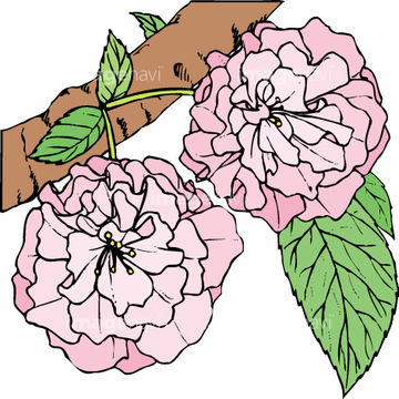 桜 八重桜 イラスト ベクター の画像素材 季節 イベント イラスト Cgのイラスト素材ならイメージナビ