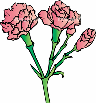 スプレーカーネーション の画像素材 花 植物 イラスト Cgの写真素材ならイメージナビ