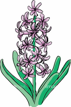 ヒヤシンス の画像素材 花 植物の写真素材ならイメージナビ