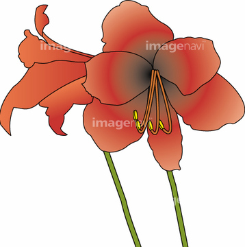 アマリリス の画像素材 花 植物の写真素材ならイメージナビ