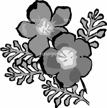 ネモフィラ の画像素材 花 植物の写真素材ならイメージナビ