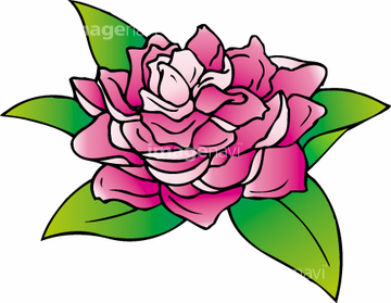 牡丹 シャクヤク 牡丹 ロイヤリティフリー イラスト の画像素材 花 植物 イラスト Cgのイラスト素材ならイメージナビ