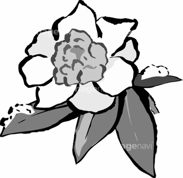 イラスト 手書き 花 ツバキ の画像素材 花 植物 イラスト Cgのイラスト素材ならイメージナビ