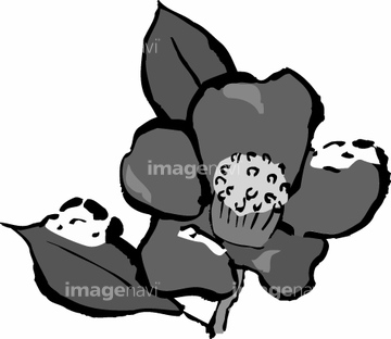 イラスト 手書き 花 ツバキ の画像素材 花 植物 イラスト Cgのイラスト素材ならイメージナビ
