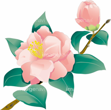 椿 イラスト サザンカ の画像素材 花 植物 イラスト Cgのイラスト素材ならイメージナビ