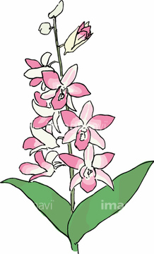 デンドロビウム の画像素材 花 植物の写真素材ならイメージナビ