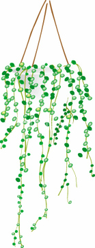 多肉植物 グリーンネックレス ロイヤリティフリー の画像素材