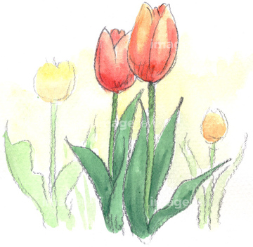 イラスト Cg テーマ 水彩画 花 チューリップ の画像素材 イラスト素材ならイメージナビ