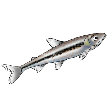 魚 イラスト 淡水魚 ワカサギ ロイヤリティフリー の画像素材 生き物 イラスト Cgのイラスト素材ならイメージナビ