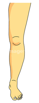 人物のイラスト 人体図 下半身 足 クリップアート の画像素材 人物