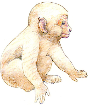 子供向けぬりえ 最新かわいい 猿 イラスト リアル