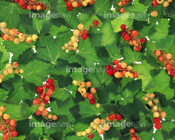 房スグリ の画像素材 花 植物の写真素材ならイメージナビ