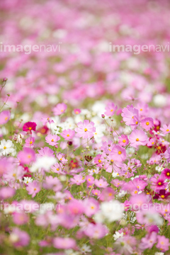 花畑 かわいい コスモス畑 ロイヤリティフリー 縦位置 正方形 の画像素材 花 植物の写真素材ならイメージナビ