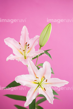 カサブランカ ユリ の画像素材 花 植物の写真素材ならイメージナビ