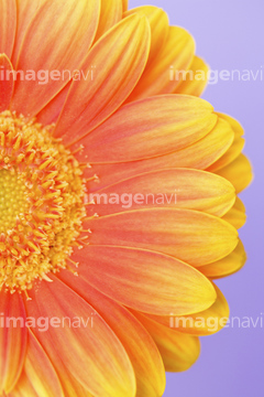 ガーベラ かわいい の画像素材 花 植物の写真素材ならイメージナビ