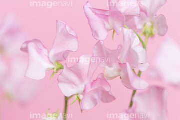 スイートピー の画像素材 花 植物の写真素材ならイメージナビ