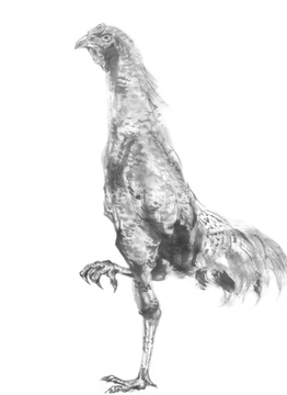にわとり 軍鶏 イラスト の画像素材 生き物 イラスト Cgのイラスト素材ならイメージナビ
