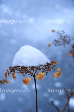 冬 花 アジサイ の画像素材 花 植物の写真素材ならイメージナビ