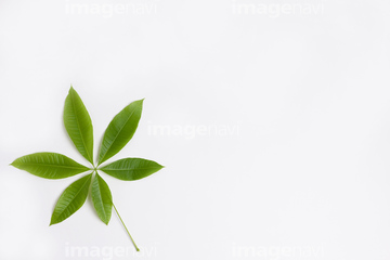 観葉植物 イラスト パキラ 東京都 の画像素材 葉 花 植物の写真素材ならイメージナビ