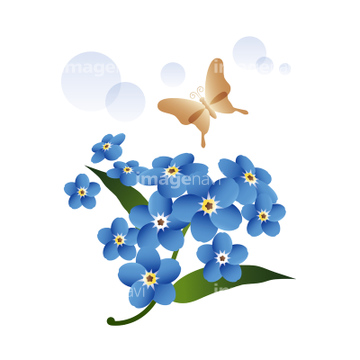 勿忘草 綺麗 青色 の画像素材 花 植物 イラスト Cgの写真素材ならイメージナビ