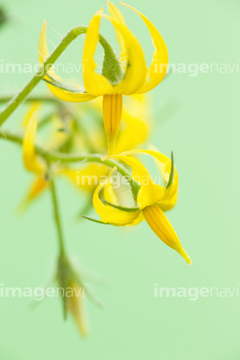 ミニトマトの花 の画像素材 リゾート 田園 町並 建築の写真素材ならイメージナビ