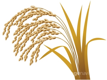 稲穂 イラスト 穀物 実る の画像素材 食べ物 飲み物 イラスト Cgのイラスト素材ならイメージナビ