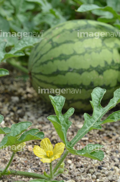 小玉スイカ 花 の画像素材 その他植物 花 植物の写真素材ならイメージナビ
