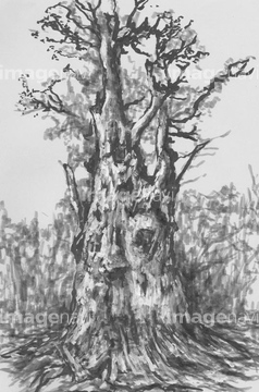 イラスト 巨木 ジョウモンスギ の画像素材 イラスト素材ならイメージナビ