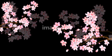 桜 イラスト 夜桜 イラスト の画像素材 花 植物 イラスト Cgのイラスト素材ならイメージナビ