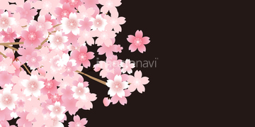 桜 和風 夜桜 イラスト の画像素材 バックグラウンド イラスト Cgのイラスト素材ならイメージナビ