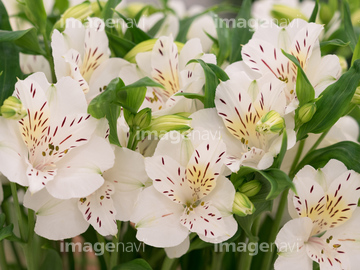 アルストロメリア 花 春 白色 の画像素材 花 植物の写真素材ならイメージナビ