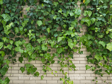 ツタ壁 の画像素材 葉 花 植物の写真素材ならイメージナビ