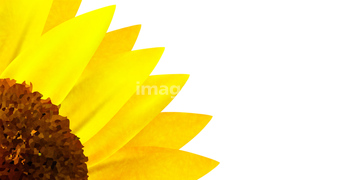 季節のイラスト ひまわり イラスト の画像素材 花 植物 イラスト Cgのイラスト素材ならイメージナビ