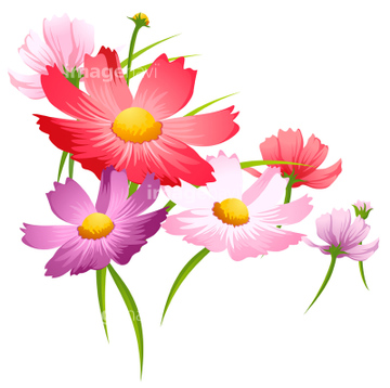 コスモス の画像素材 花 植物 イラスト Cgの写真素材ならイメージナビ