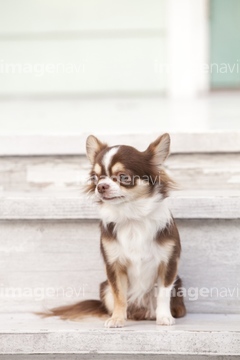 犬 お座り チワワ の画像素材 ペット 生き物の写真素材ならイメージナビ