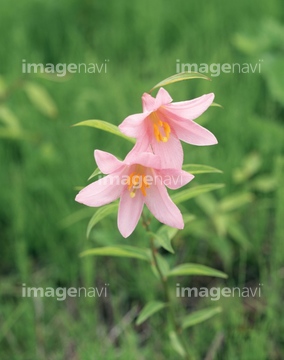 ヒメサユリ の画像素材 花 植物の写真素材ならイメージナビ