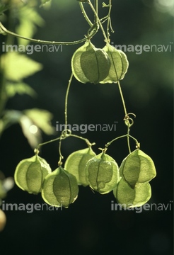 フウセンカズラ の画像素材 日本 国 地域の写真素材ならイメージナビ