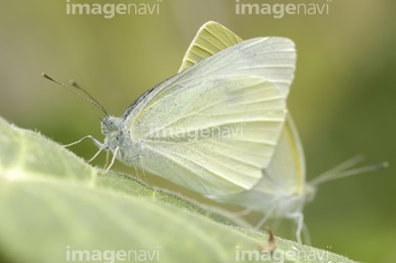 モンシロチョウ の画像素材 虫 昆虫 生き物の写真素材ならイメージナビ