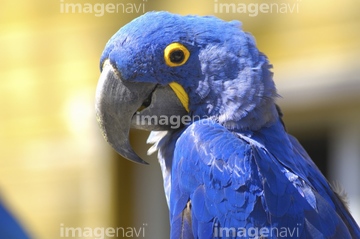 インコ の画像素材 鳥類 生き物の写真素材ならイメージナビ