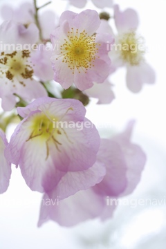 マツヨイグサ ツキミソウ の画像素材 花 植物の写真素材ならイメージナビ