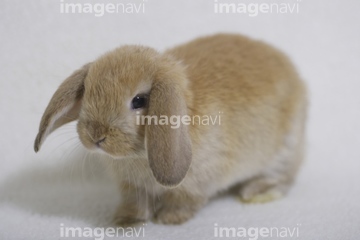 ロップイヤー の画像素材 家畜 生き物の写真素材ならイメージナビ